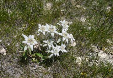 Edelweiss
